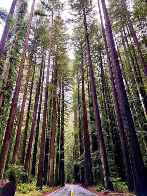 Avenue Of The Giants Pepperwood Place Miranda Екстериор снимка